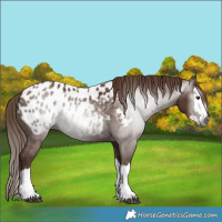 Horse Color:Gray Chestnut Splash Appaloosa 