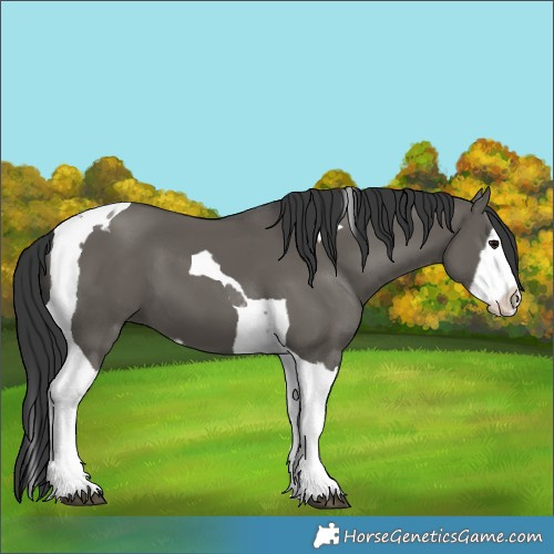 Horse Color:Grullo Splash Tobiano 
