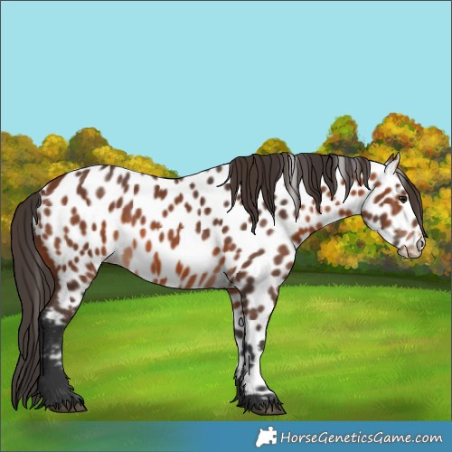 Horse Color:Bay Near Leopard 