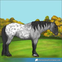 Horse Color:Blue Roan Appaloosa 