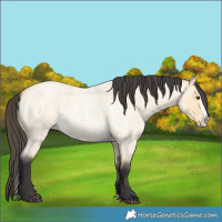 Horse Color:Unknown 