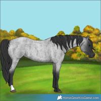 Horse Color:Blue Roan Rabicano 