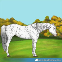 Horse Color:Black Appaloosa