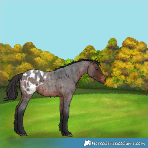 Horse Color:Brown Roan Blanket 