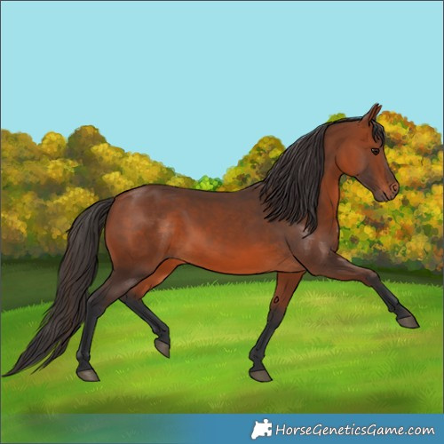 Horse Color:Bay 
