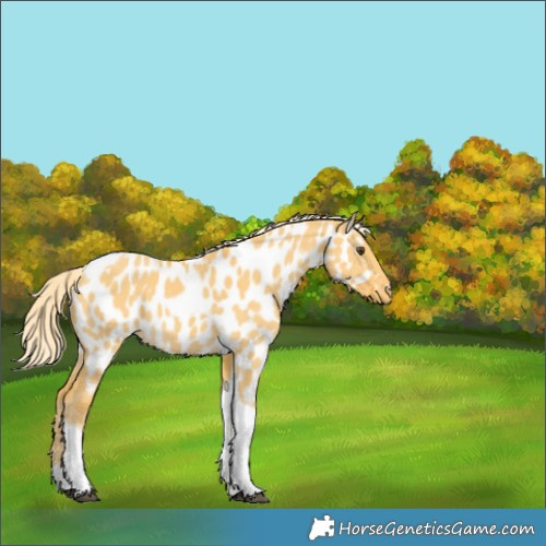 Horse Color:Palomino Dun Tobiano Near Leopard