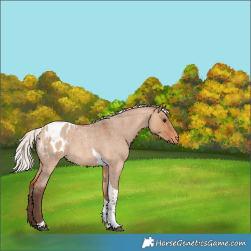 Horse Color:Silver Bay Roan Dun Tobiano Blanket 