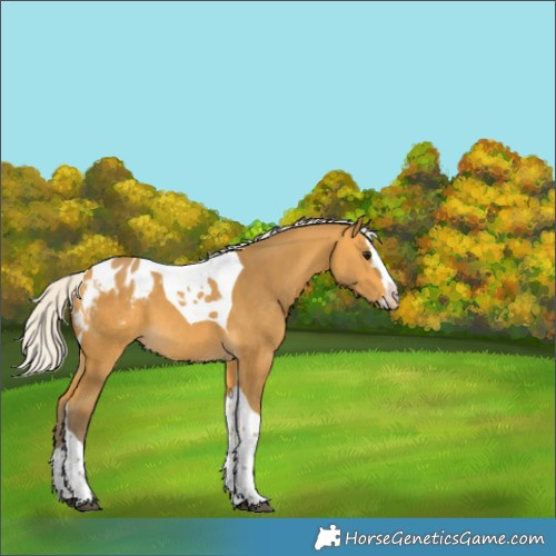 Horse Color:Silver Buckskin Splash Tobiano Blanket 