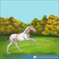 Horse Color:Bay Pearl Dun Tobiano Rabicano