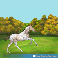 Horse Color:Liver Red Dun Pearl Tobiano Rabicano 