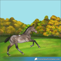 Horse Color:Bay Dun Tobiano Appaloosa Rabicano