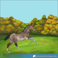 Horse Color:Bay Dun Tobiano Rabicano 