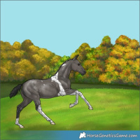 Horse Color:Grullo Tobiano Rabicano