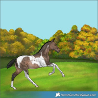 Horse Color:Bay Dun Tobiano Rabicano 