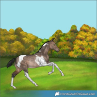 Horse Color:Bay Dun Tobiano Rabicano 