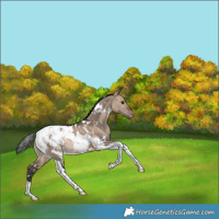Horse Color:White Spotted Bay Dun Tobiano Appaloosa Rabicano