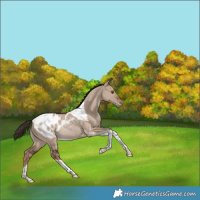 Horse Color:Liver Red Dun Tobiano Appaloosa Rabicano 