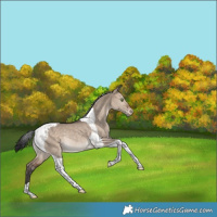 Horse Color:Bay Dun Tobiano Varnish Rabicano