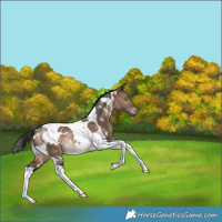 Horse Color:White Spotted Bay Dun Tobiano Rabicano 