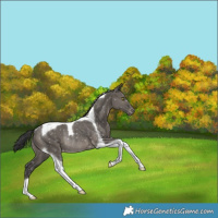 Horse Color:Grullo Tobiano Snowflake Varnish Rabicano 