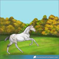 Horse Color:Brown Dun Tobiano Rabicano 