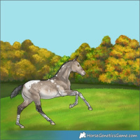 Horse Color:White Spotted Brown Dun Tobiano Appaloosa Rabicano 
