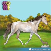 Horse Color:Bay Pearl Dun Tobiano Appaloosa Rabicano