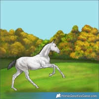 Horse Color:Grullo Tobiano Appaloosa Rabicano 