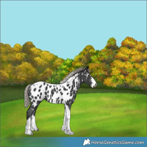 Horse Color:Gray Silver Brown Sabino Tobiano Appaloosa 
