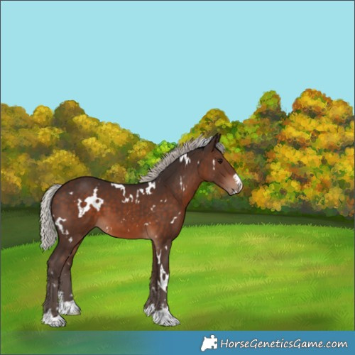 Horse Color:White Spotted Silver Brown 