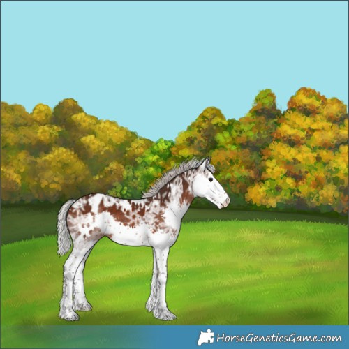Horse Color:White Spotted Silver Brown Ice Sabino Splash Appaloosa 