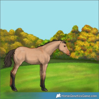 Horse Color:Bay Dun 