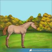 Horse Color:Red Dun 