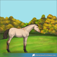 Horse Color:Bay Dun