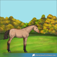 Horse Color:Bay Dun 
