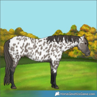 Horse Color:Grullo Appaloosa 