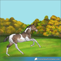 Horse Color:Bay Dun Tobiano Appaloosa Rabicano