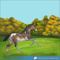 Horse Color:White Spotted Brown Dun Tobiano Varnish Rabicano 
