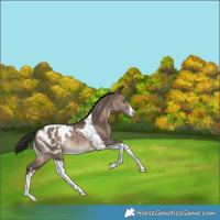 Horse Color:White Spotted Bay Dun Tobiano Blanket Rabicano 