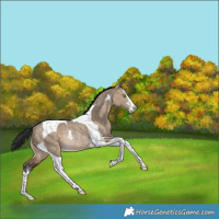 Horse Color:White Spotted Bay Dun Tobiano Varnish Rabicano 
