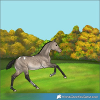 Horse Color:Brown Dun Tobiano Appaloosa Rabicano 