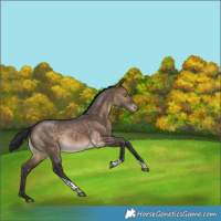 Horse Color:White Spotted Brown Dun Tobiano Appaloosa Rabicano 