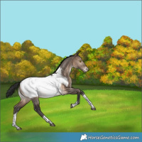 Horse Color:Brown Dun Tobiano Appaloosa Rabicano 