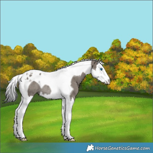 Horse Color:Grullo Splash Tobiano Rabicano