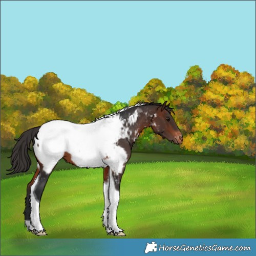 Horse Color:Brown Tobiano Near Fewspot 