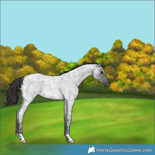 Horse Color:Smoky Blue Ice Roan 