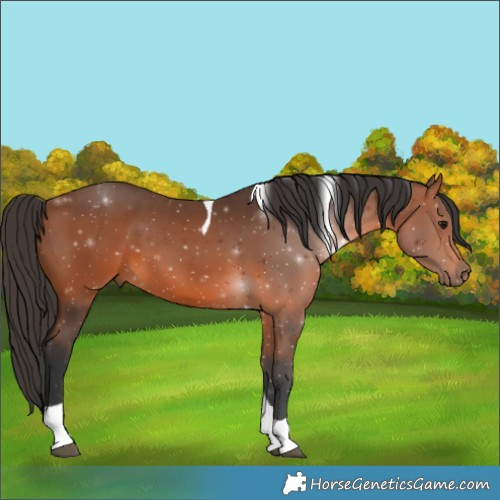 Horse Color:Bay Tobiano