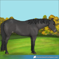 Horse Color:Black Appaloosa 