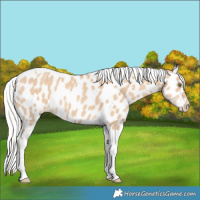 Horse Color:Silver Classic Champagne Dun Tobiano Appaloosa Rabicano 