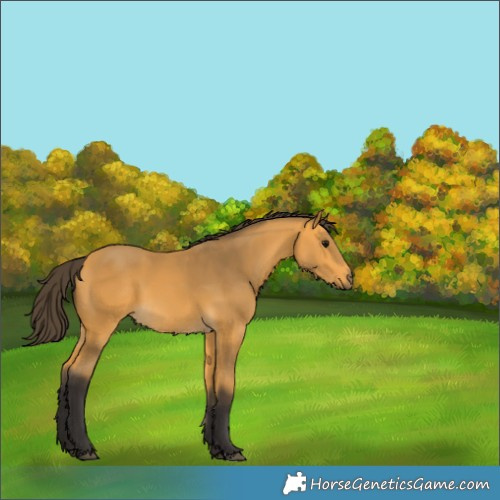 Horse Color:Buckskin 